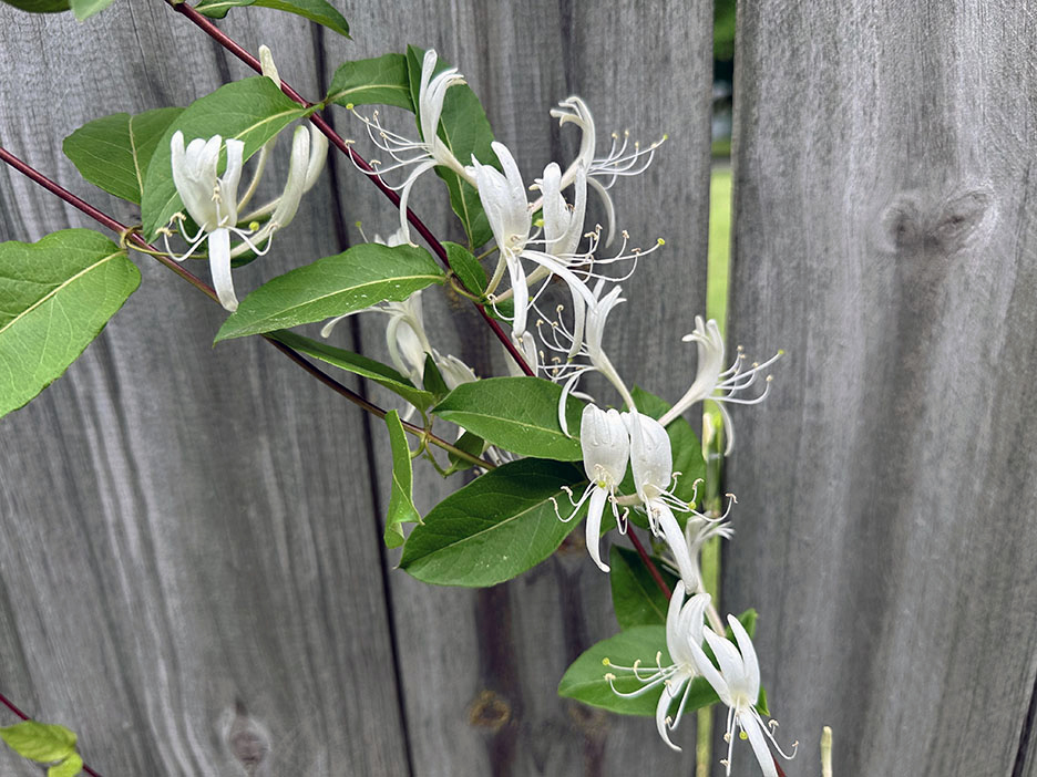 Plant Pic, 06022024&nbsp;edition