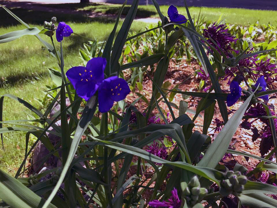 Plant Pic, 06082019&nbsp;edition