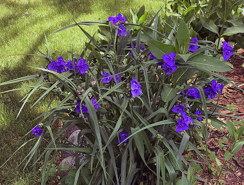 Plant Pic, 06092020&nbsp;edition