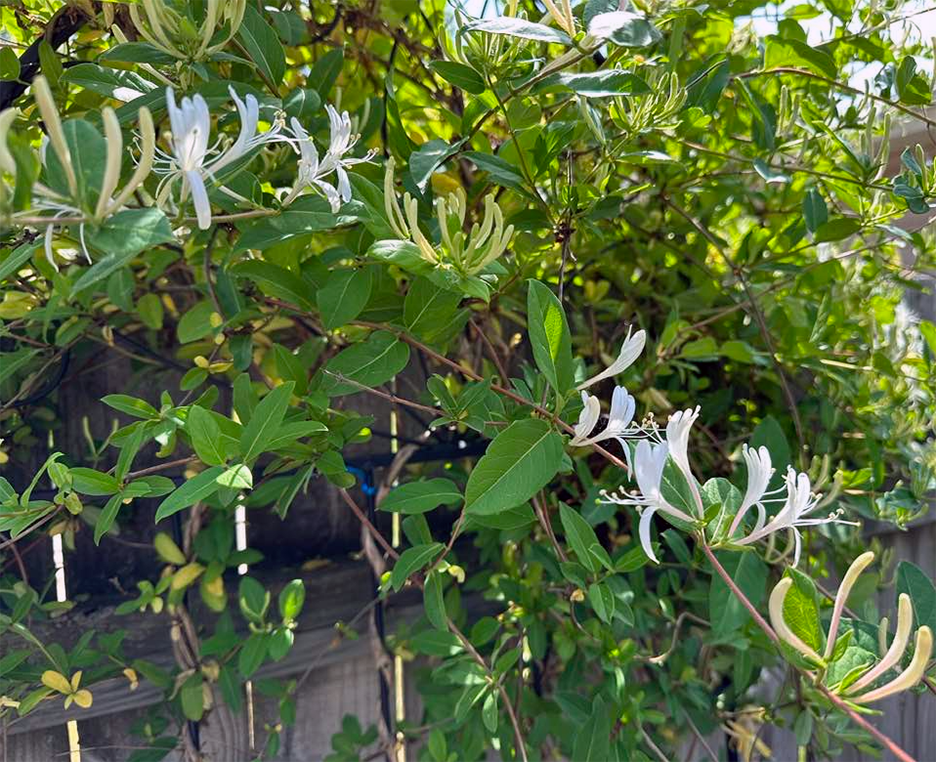 Plant Pics, 06132023&nbsp;edition