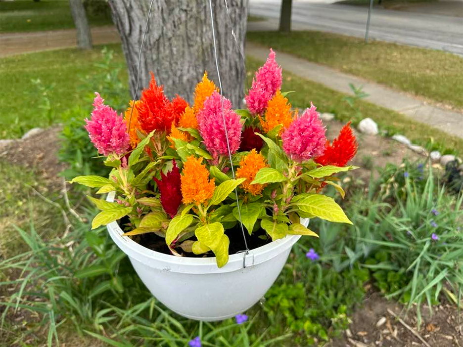 Plant Pic, 06152023&nbsp;edition