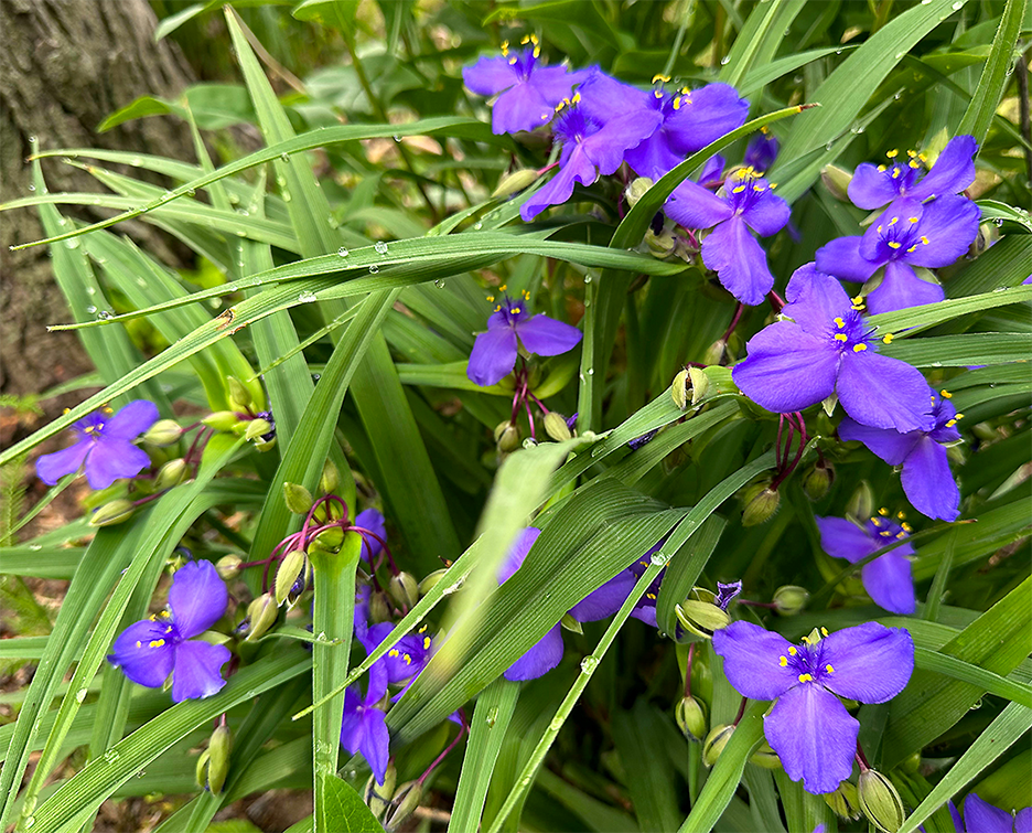 Plant Pic, 06162023&nbsp;edition