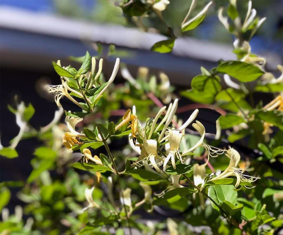 Plant Pic, 06182022&nbsp;edition