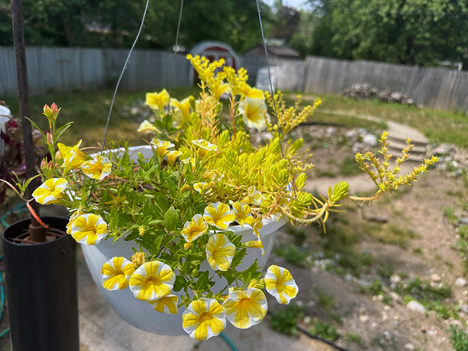 Plant Pic, 06182023&nbsp;edition