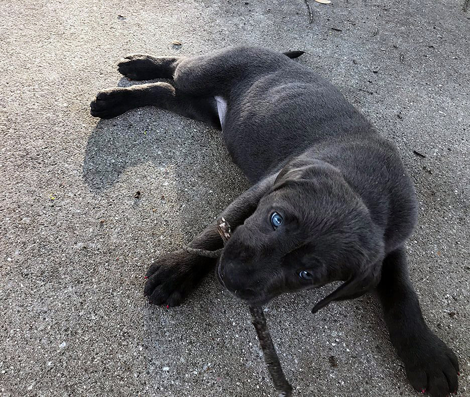 Pet Pics, 06192020&nbsp;edition