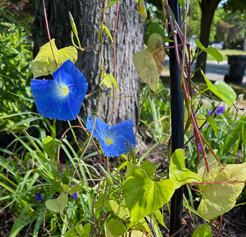 Plant Pic, 06212023&nbsp;edition