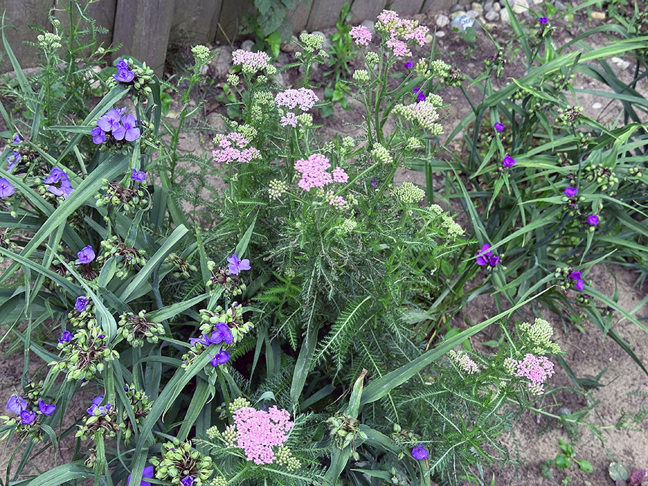 Plant Pic, 06282024&nbsp;edition