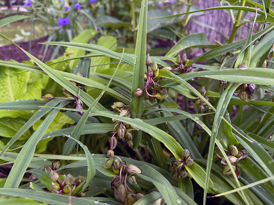 Plant Pic, 06292023&nbsp;edition