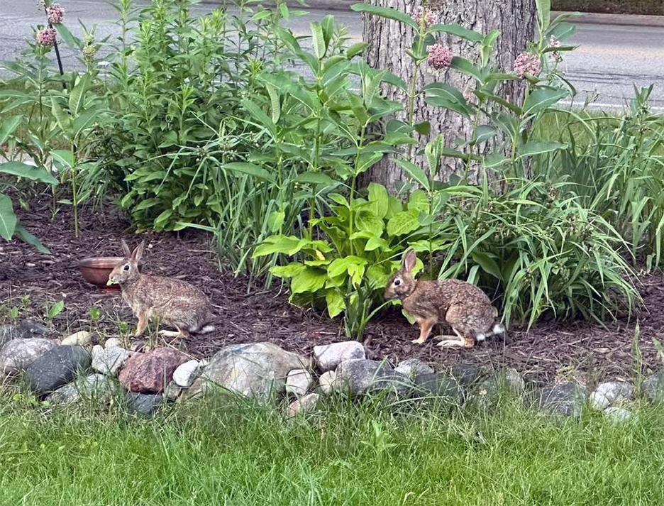 Pet Pics, 06302023&nbsp;edition