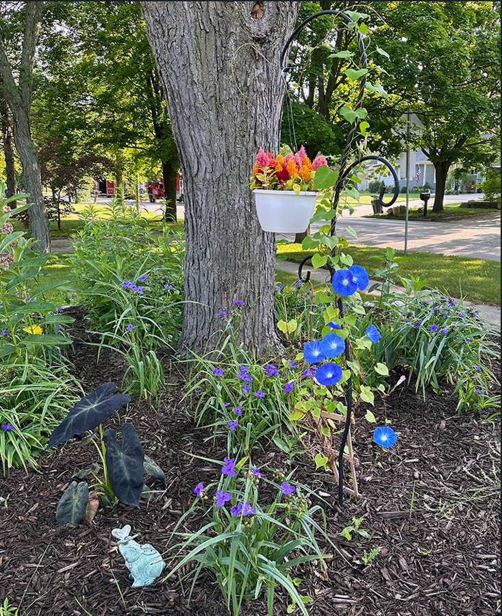 Plant Pic, 07052023&nbsp;edition