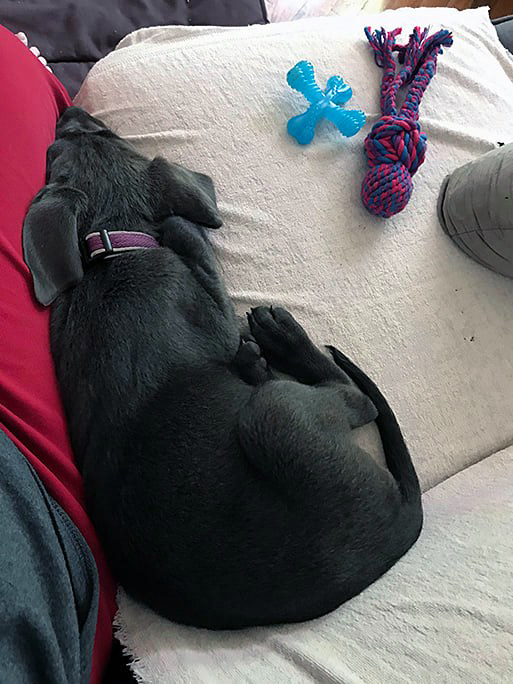 Pet Pic, 07092020&nbsp;edition