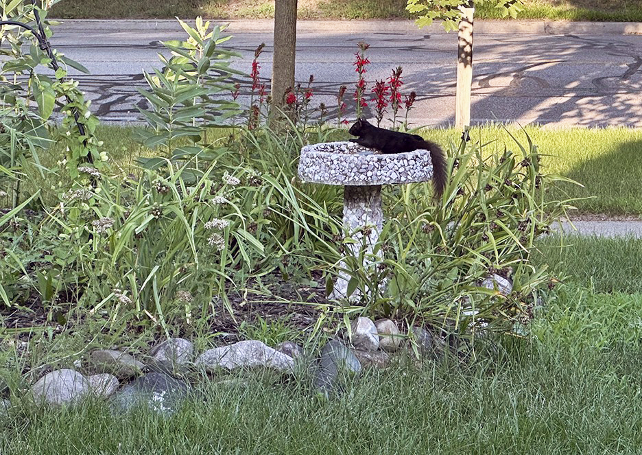 Pet Pic, 07152024&nbsp;edition