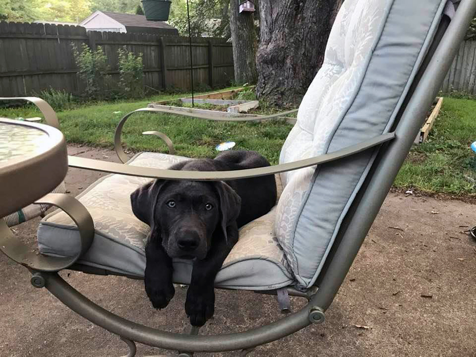 Pet Pic, 07292020&nbsp;edition