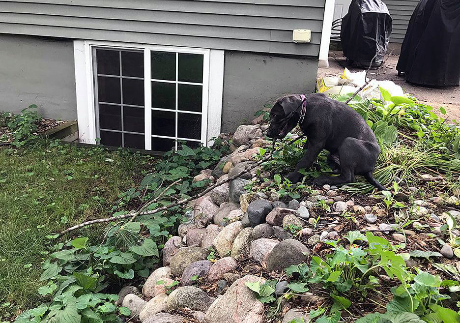 Pet Pic, 08042020&nbsp;edition