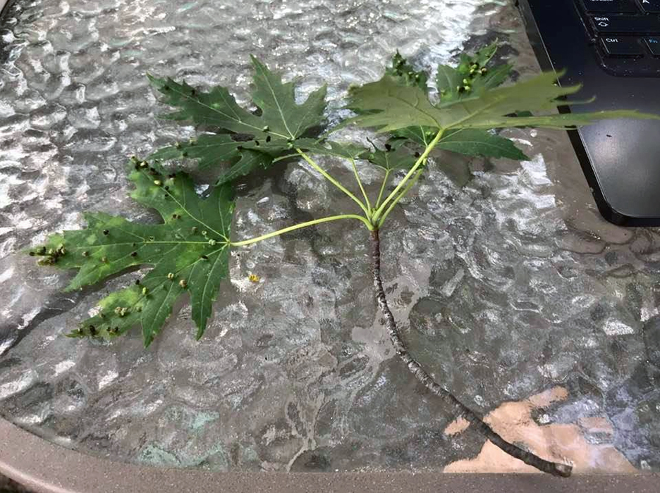 Pet Pic, 08142021&nbsp;edition