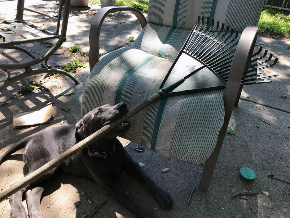 Pet Pic, 08162020&nbsp;edition