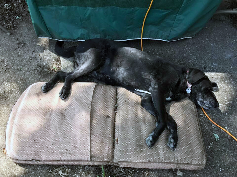 Pet Pic, 08172019&nbsp;edition