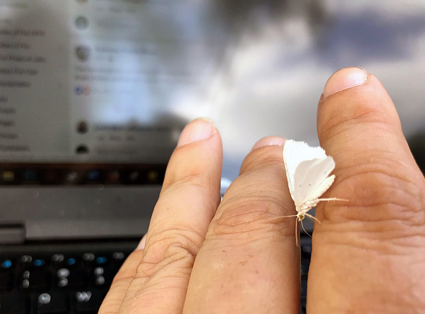 Pet Pic, 08252019&nbsp;edition