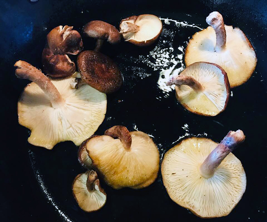 Shiitake self-care