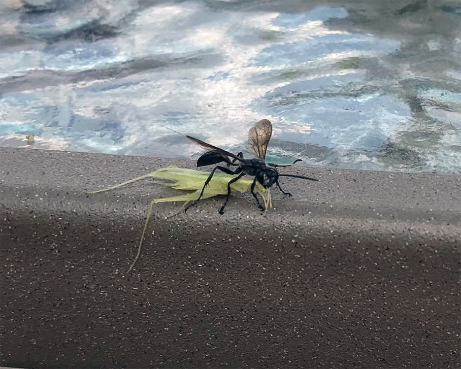 Pet Pic, 09032022&nbsp;edition