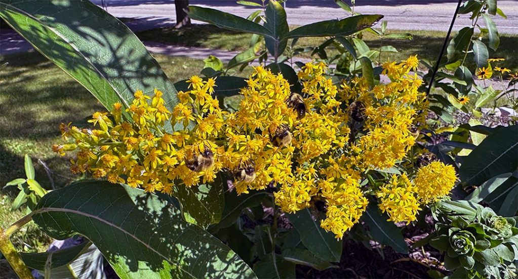 Plant Pic, 09242023&nbsp;edition