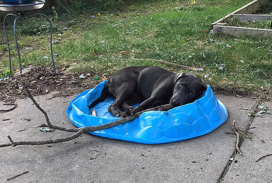 Pet Pic, 09272020&nbsp;edition