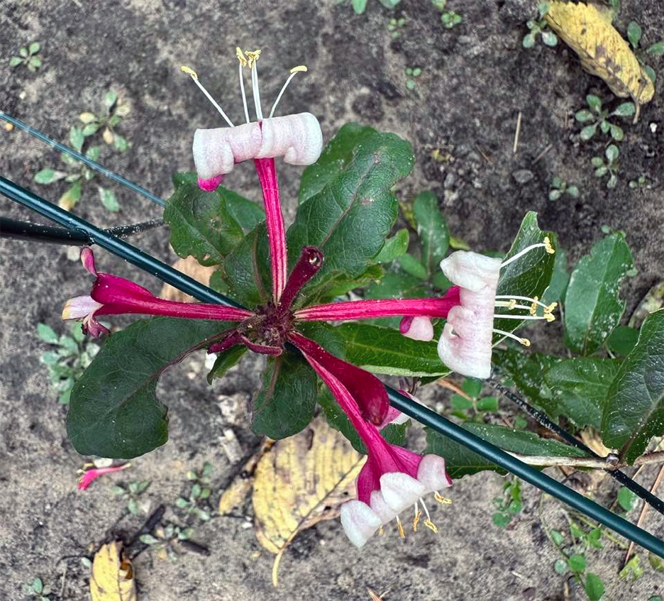 Plant Pic, 10252023&nbsp;edition