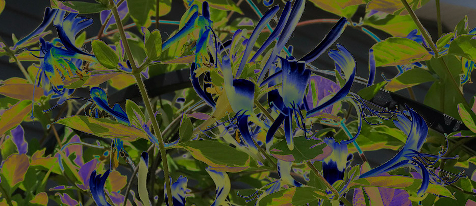 Alternate view: Honeysuckle