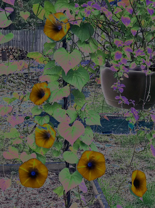 Alternate view: Morning&nbsp;glory