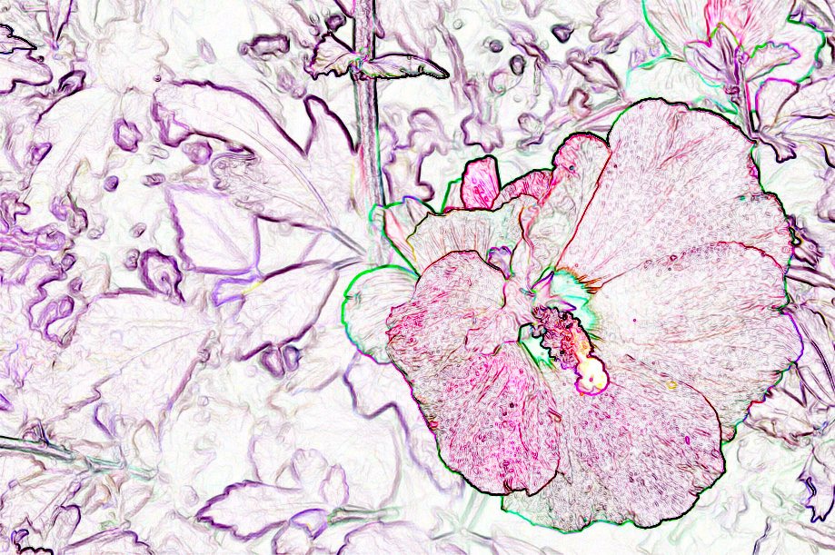 Alternate view: Hibiscus