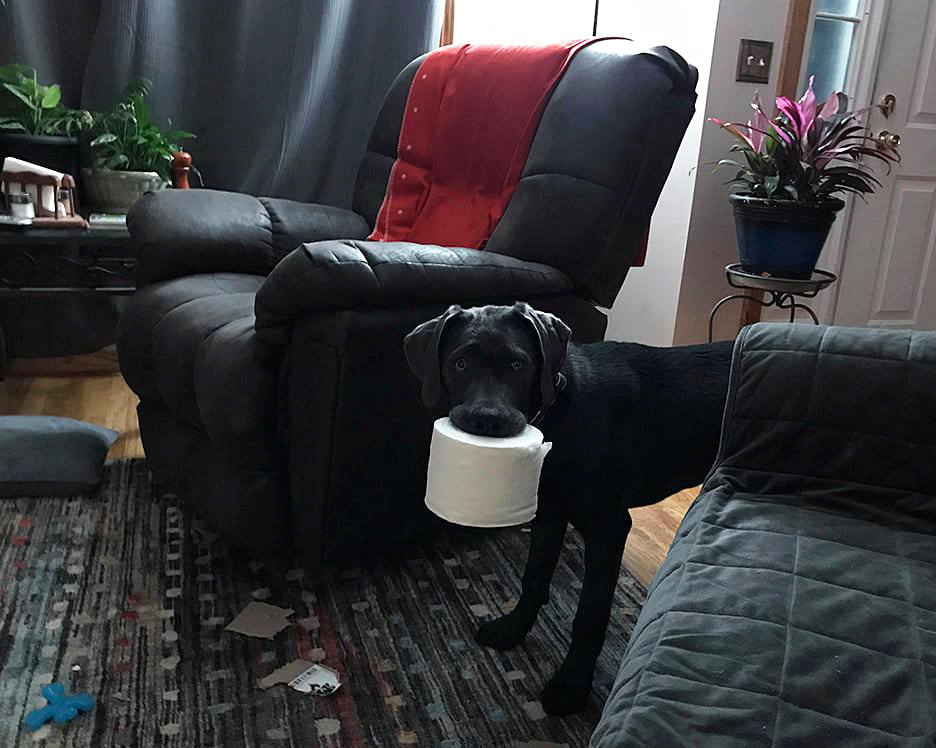 Pet Pic, 11172020&nbsp;edition