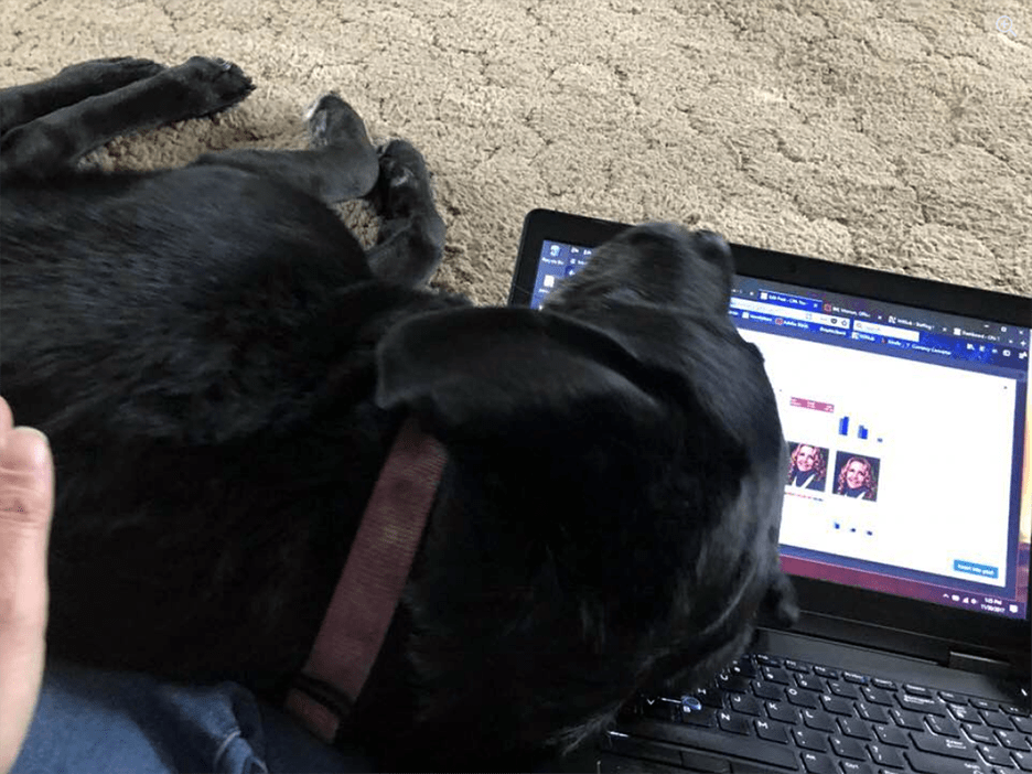 Pet Pic, 11302017&nbsp;edition