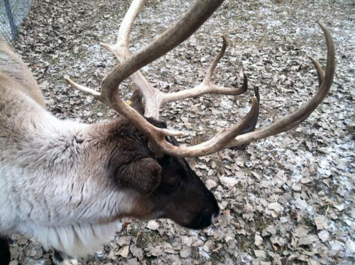 Pet Pic, 12032014&nbsp;edition