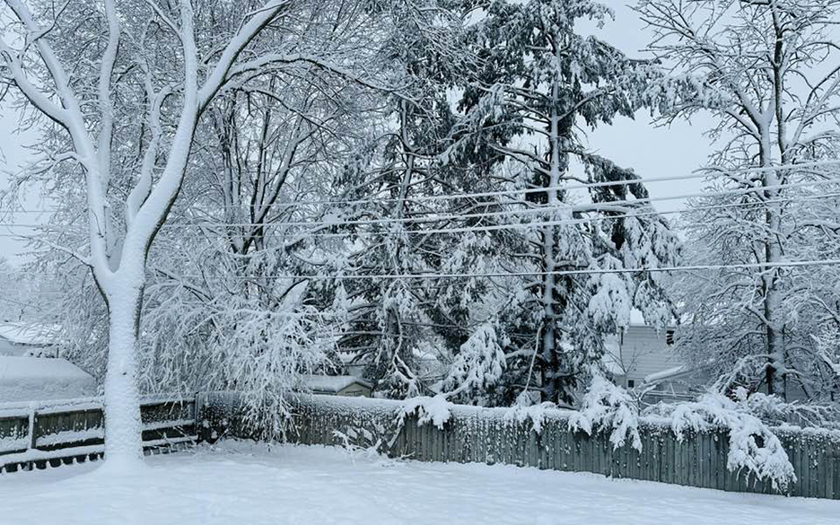 trees coated in snow