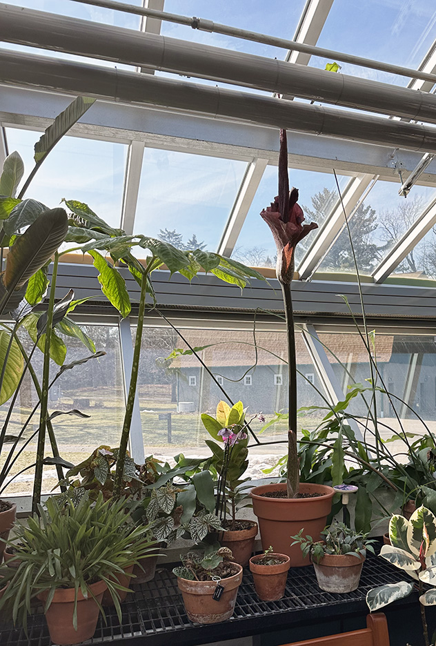 Plant Pics, 03012026 edition