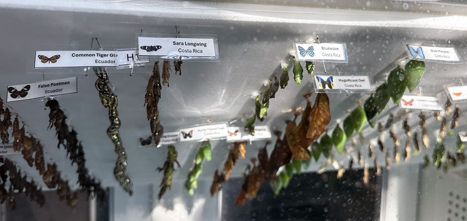 Butterfly Diary, 03022026 edition