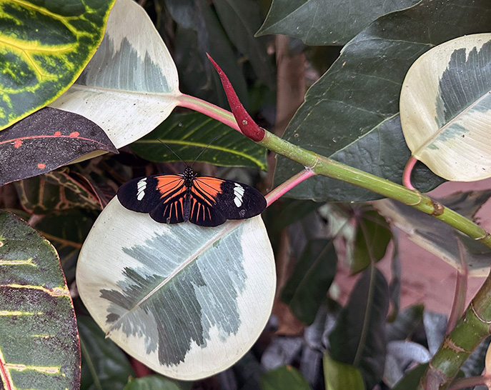 Butterfly Diary, 03192026 edition