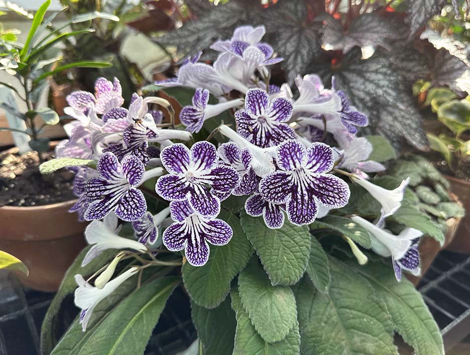 Plant Pics, 03262026 edition