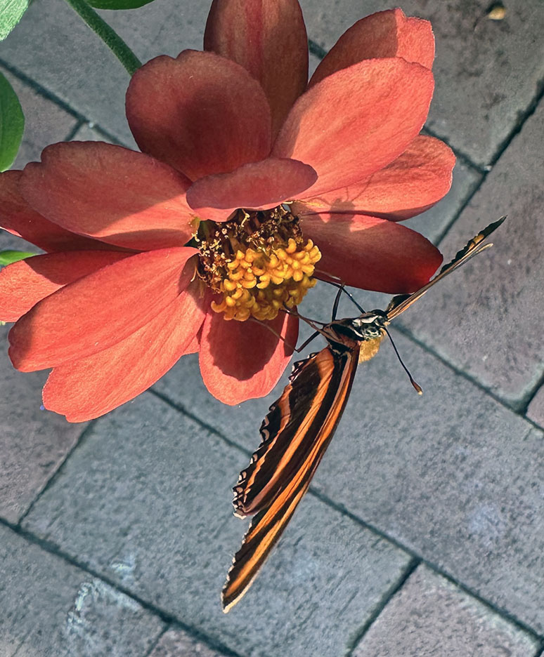 Butterfly Diary, 04092026 edition