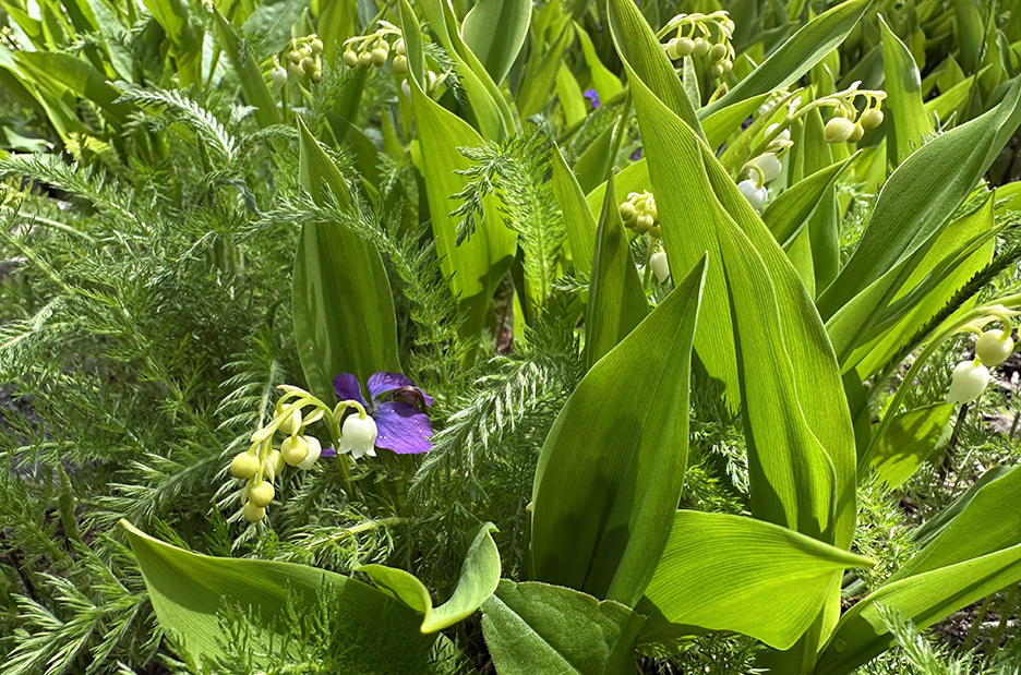 Plant Pic, 05162026 edition