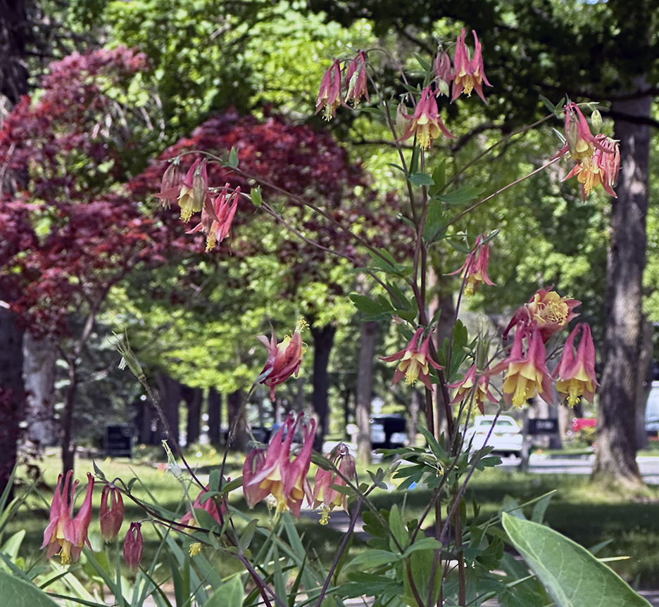 Plant Pic, 05312026 edition